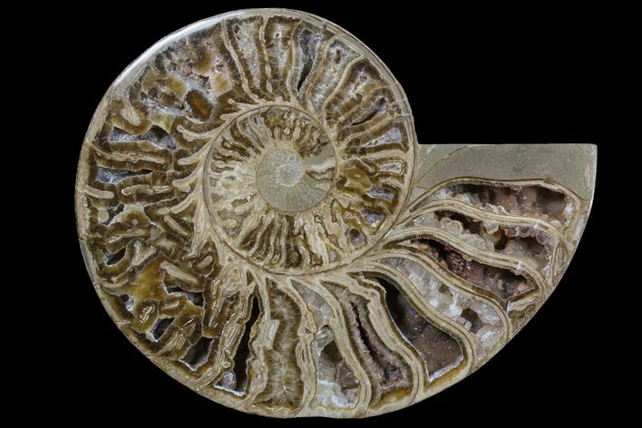 Choffaticeras (Daisy Flower) Ammonite Half - Madagascar #86768